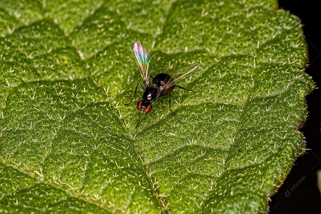 Mosca necrófaga negra adulta da família Sepsidae.