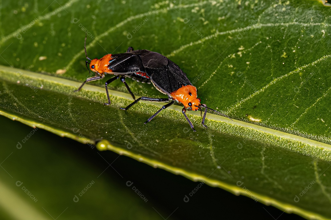 Insetos adultos da família Miridae Acoplamento.