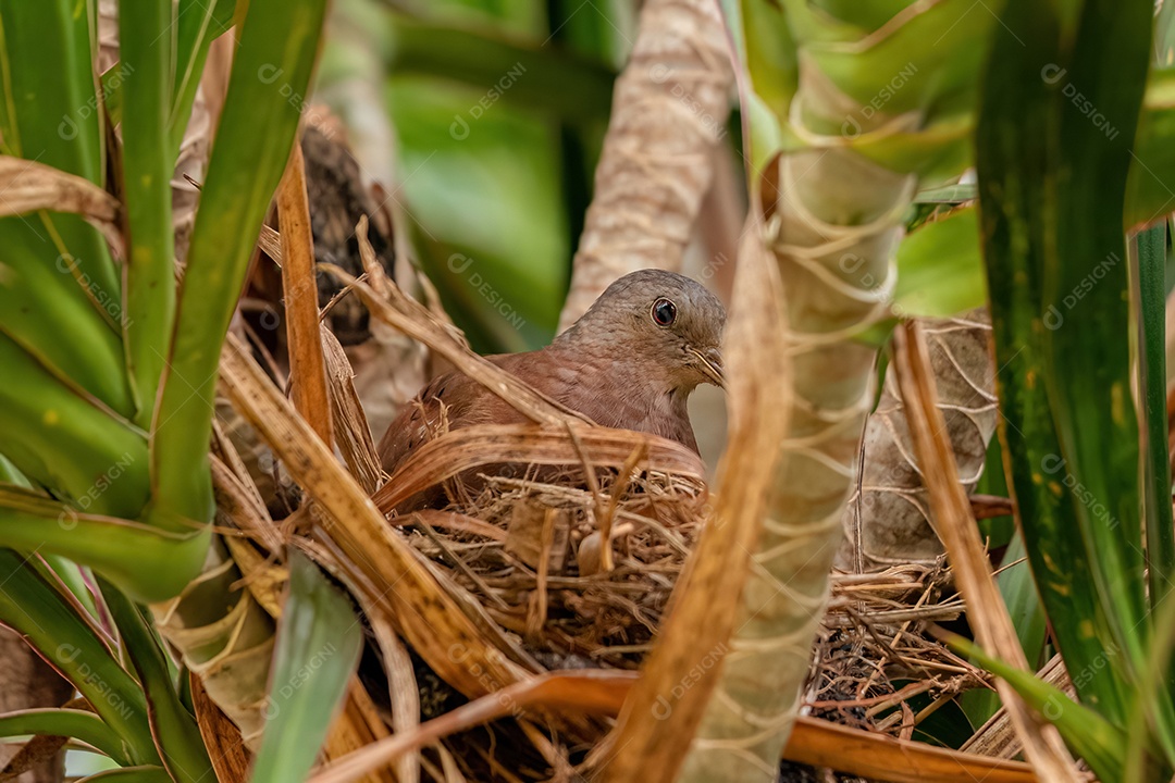 Pomba Ruddy Ground da espécie Columbina talpacoti.