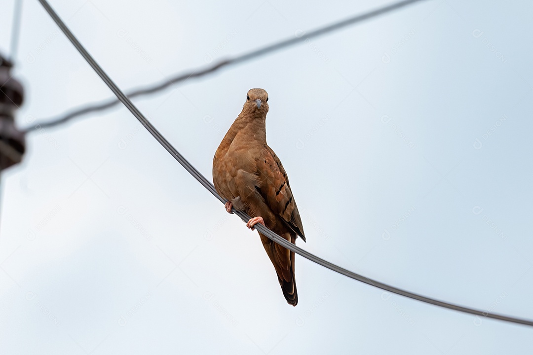 Pomba Ruddy Ground da espécie Columbina talpacoti.