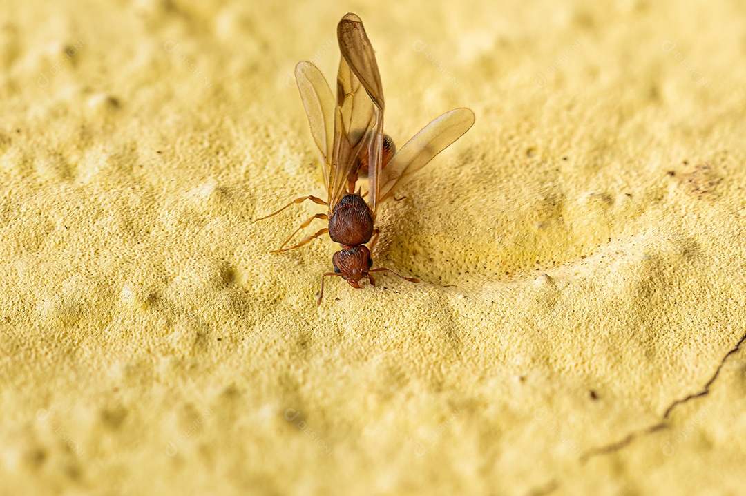 Stonecrop Planta Flor do Gênero Sedum.
