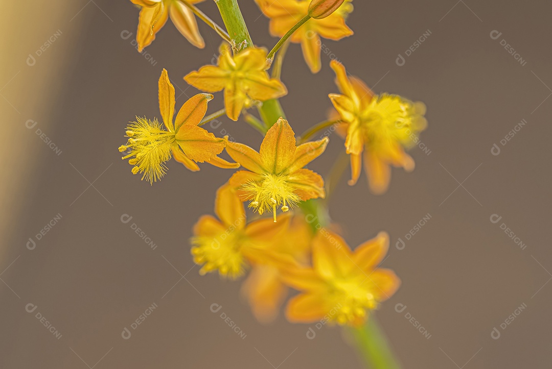 Pequena planta selvagem Kopieva da espécie Bulbine frutescens.