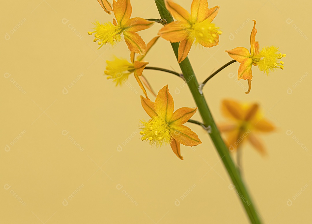 Pequena planta selvagem Kopieva da espécie Bulbine frutescens.