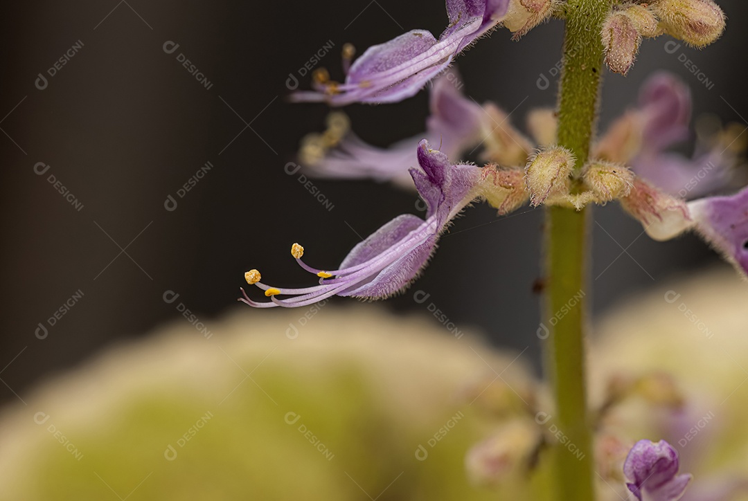 Flor de borragem indiana da espécie Coleus amboinicus sob luz ultravioleta de lanterna.