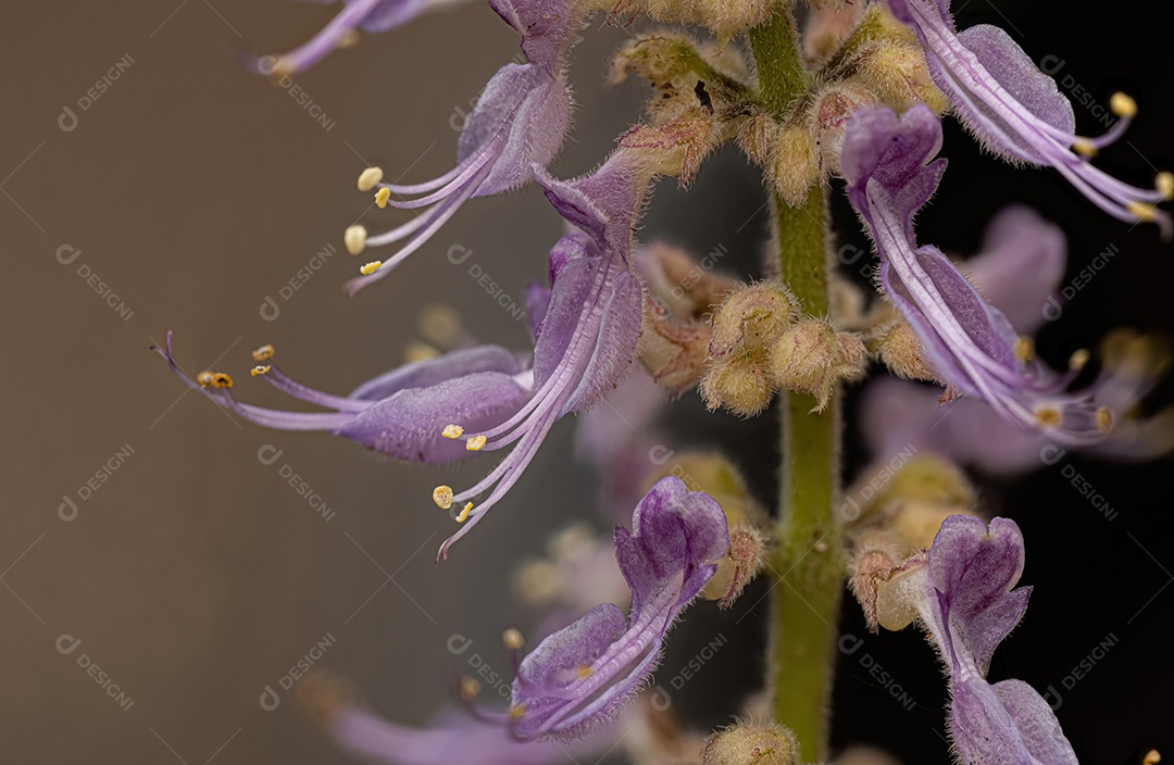 Flor de borragem indiana da espécie Coleus amboinicus sob luz ultravioleta de lanterna.