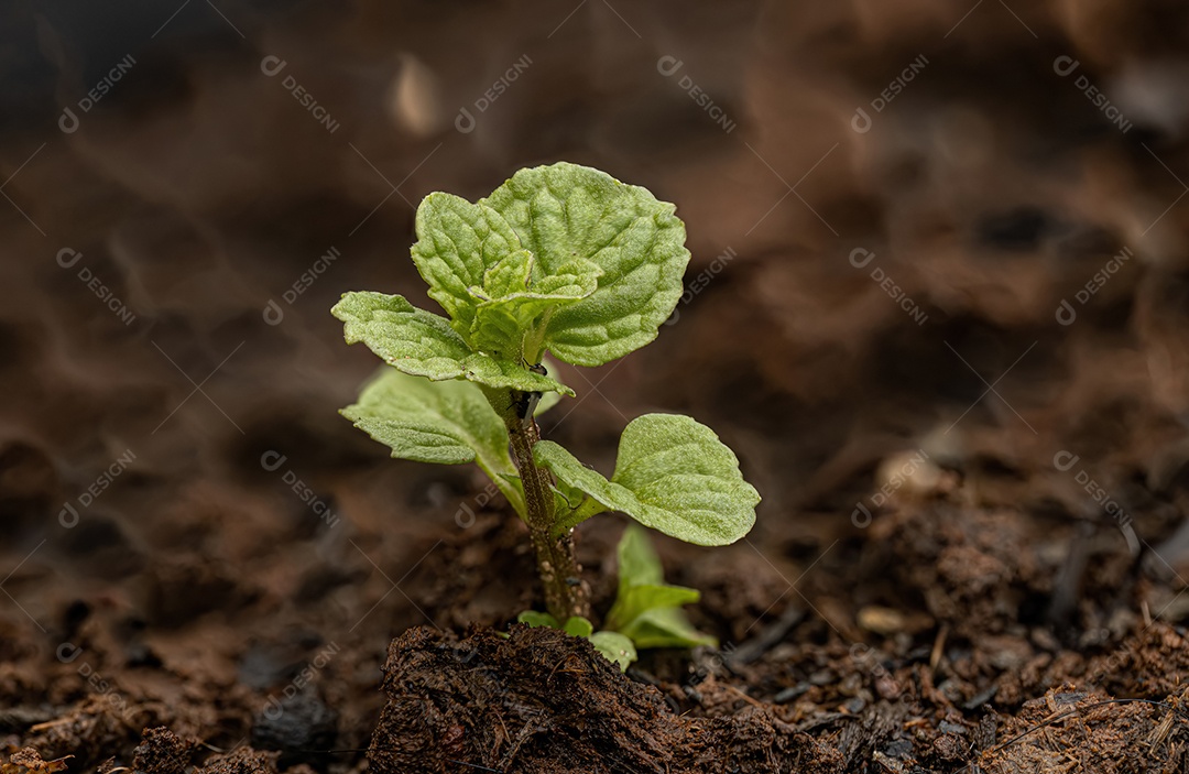 Hortelã Pequena Planta da espécie Mentha spicata.