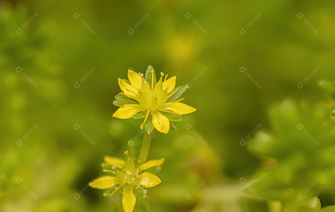 Stonecrop Planta Flor do Gênero Sedum.