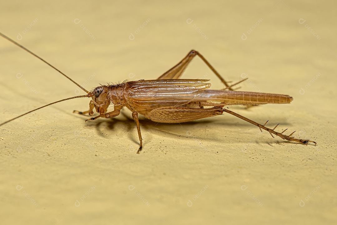 Grilo Verdadeiro Adulto da Tribo Trigonidiini.