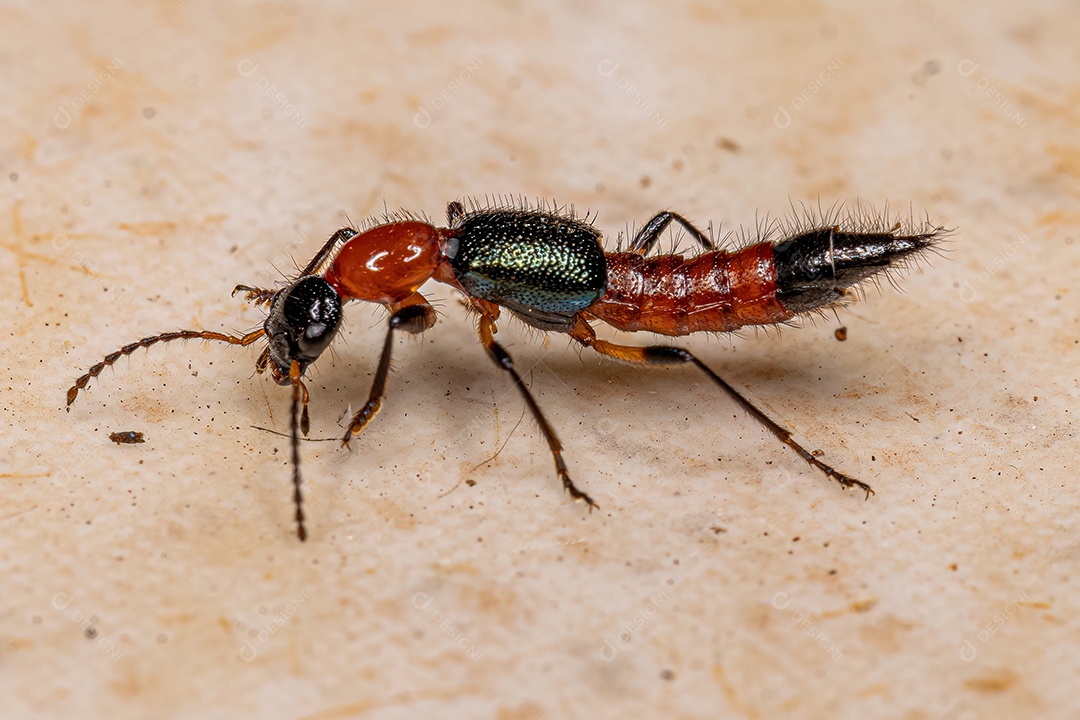 Besouro chicote adulto do gênero Paederus.