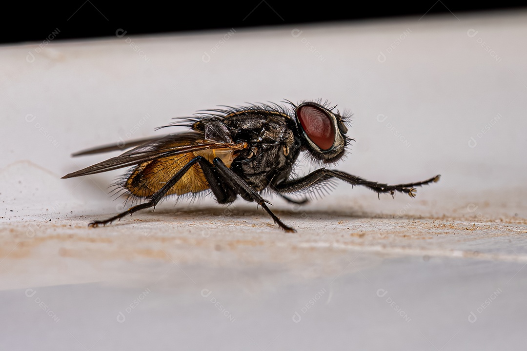 Mosca muscóide adulta da família Família Muscidae.