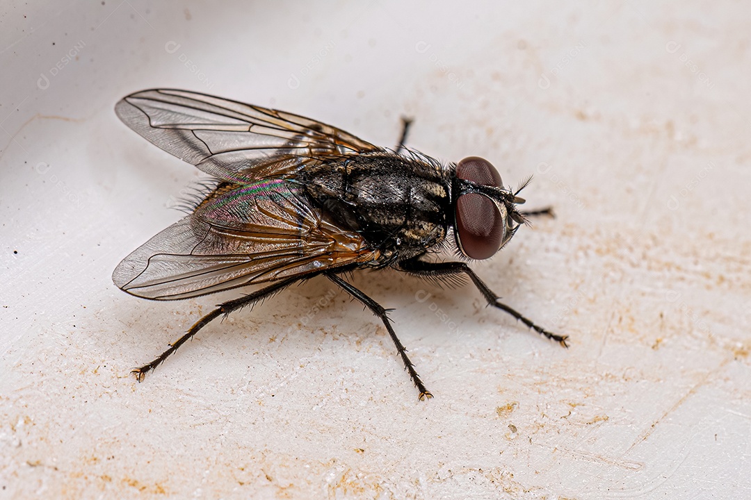 Mosca muscóide adulta da família Família Muscidae.
