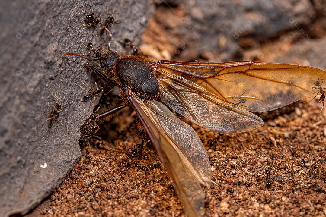 Formigas cabeçudas adultos do gênero Pheidole atacando um macho adulto da formiga alada Atta do gênero Atta.