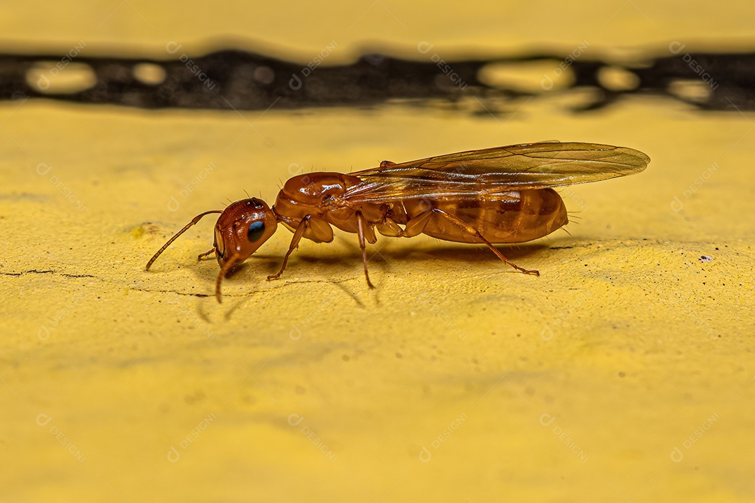 Formiga Rainha Carpinteira Fêmea Adulta do Subgênero Pseudocolobopsis.