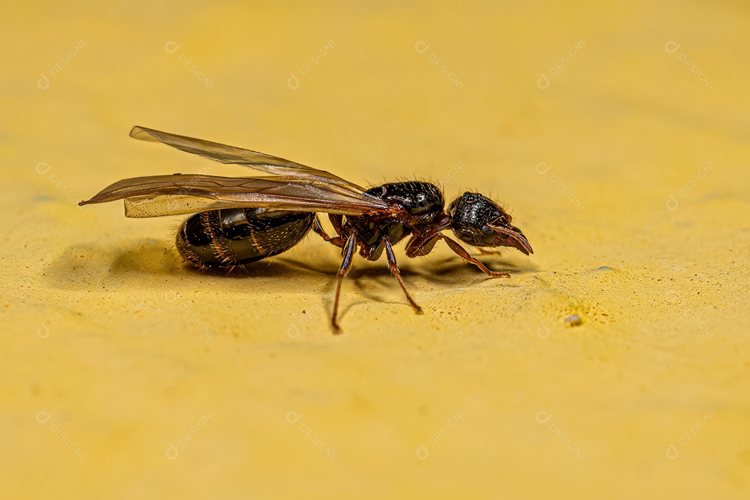 Formiga Cabeçuda Fêmea Adulta Rainha do Gênero Pheidole.