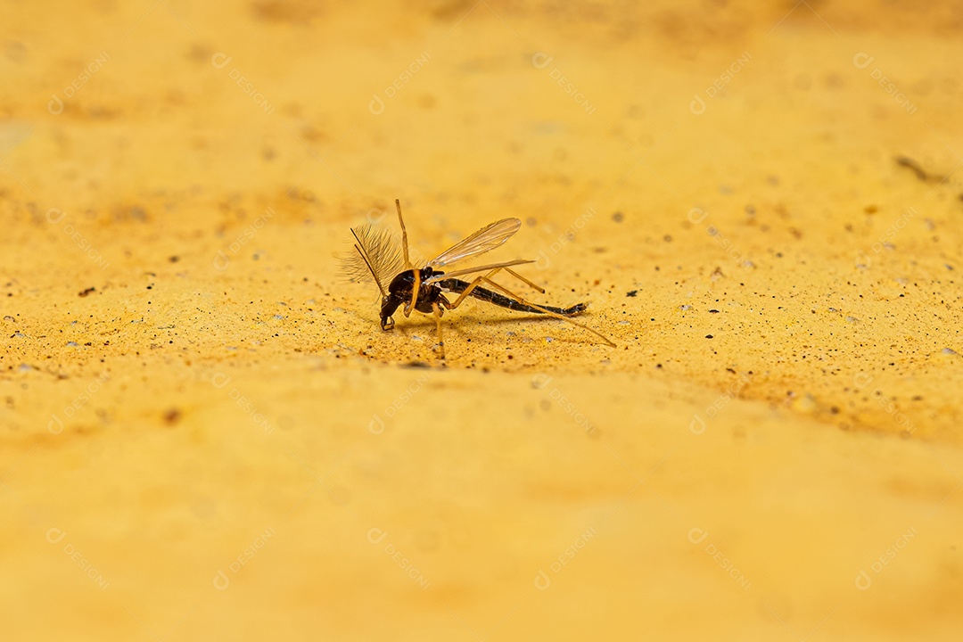 Midge não mordedor adulto da família Chironomidae.