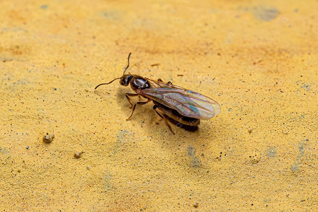 Fêmea adulta Pequena formiga rainha do gênero Brachymyrmex.
