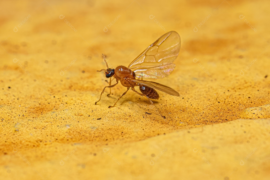 Formiga Coquetel Macho Adulto do Gênero Crematogaster.