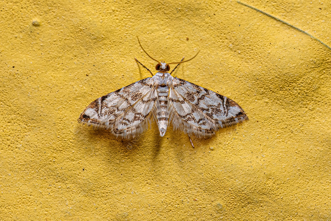 Mariposa adulta da família Crambidae.