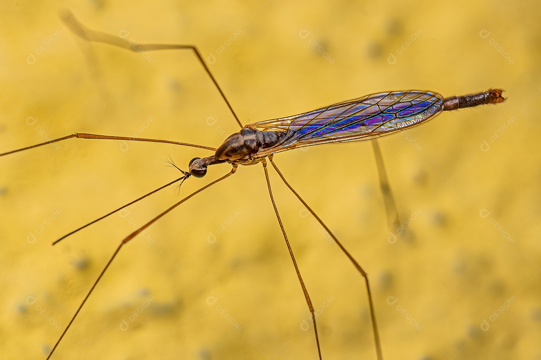 Mosca limonídea adulta do gênero Toxorhina.