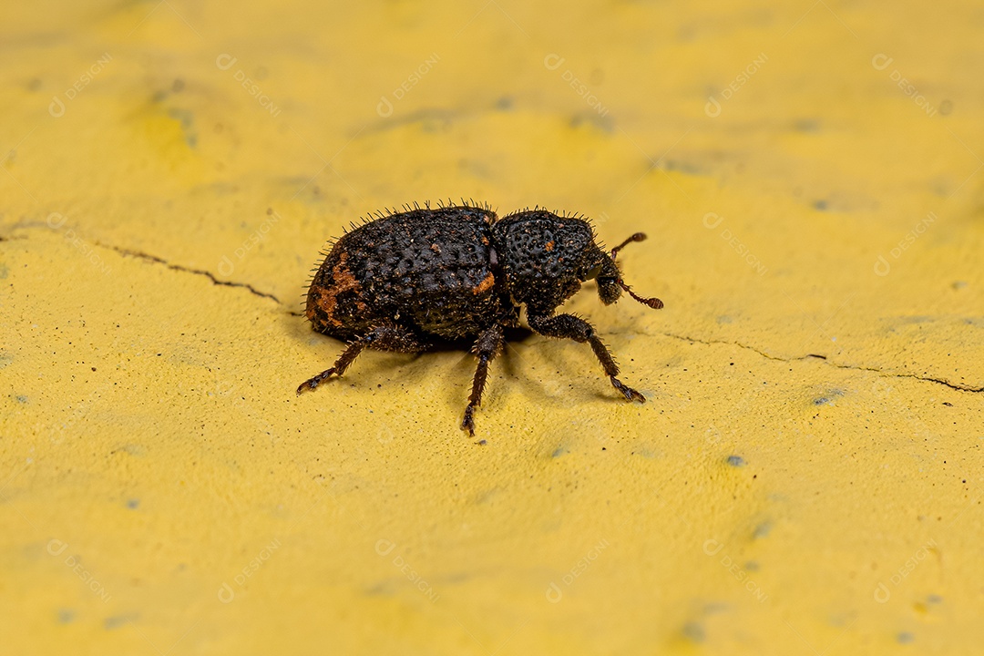 Gorgulho Verdadeiro Adulto da Família Curculionidae.