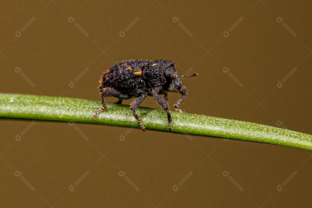 Gorgulho Verdadeiro Adulto da Família Curculionidae.