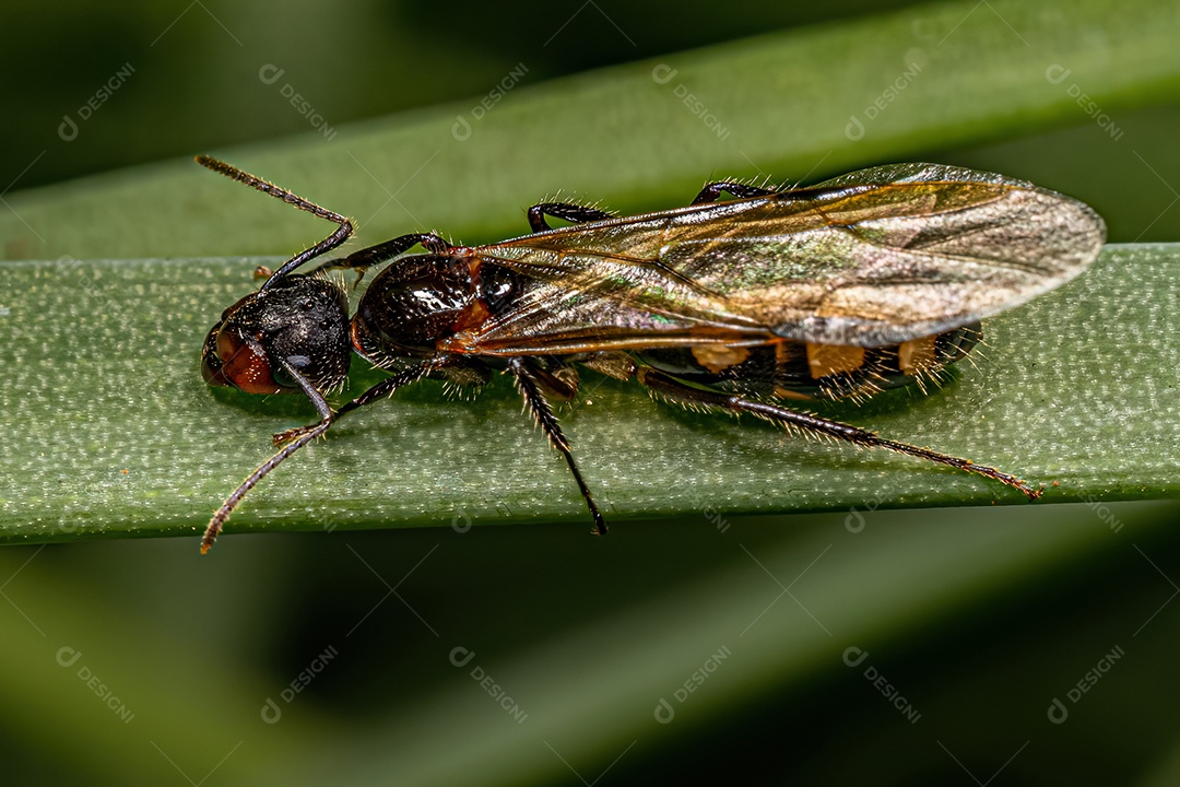 Fêmea adulta Carpinteiro Rainha Formiga da Espécie de Seis Manchas Camponotus sexguttatus.