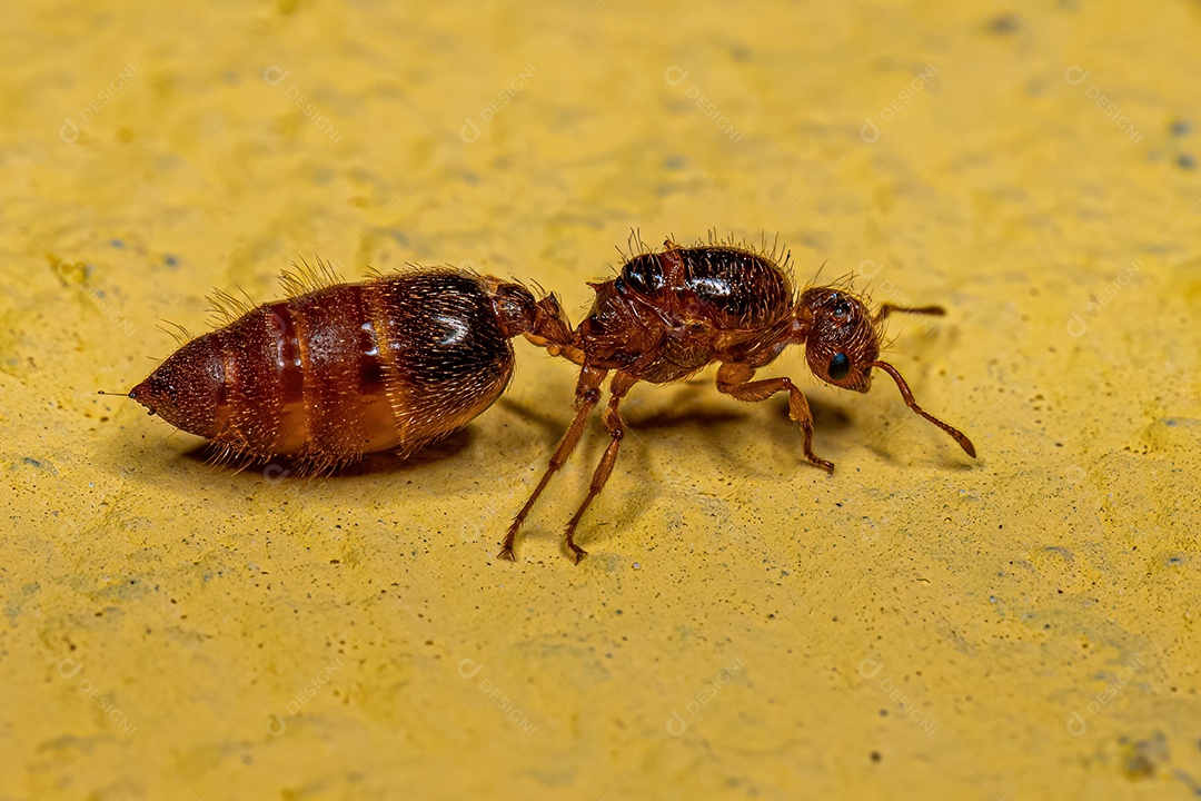 Formiga Coquetel Fêmea Adulta Rainha do Gênero Crematogaster.