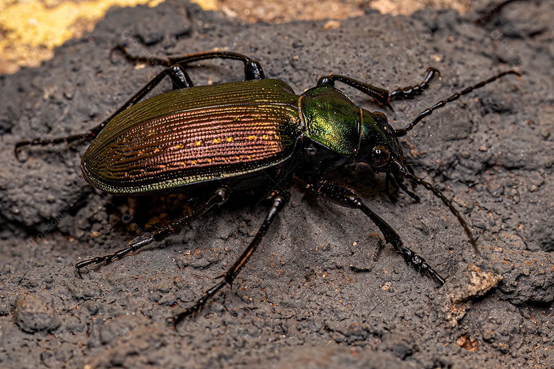 Caçador de lagarta adulta Besouro do gênero calossoma.