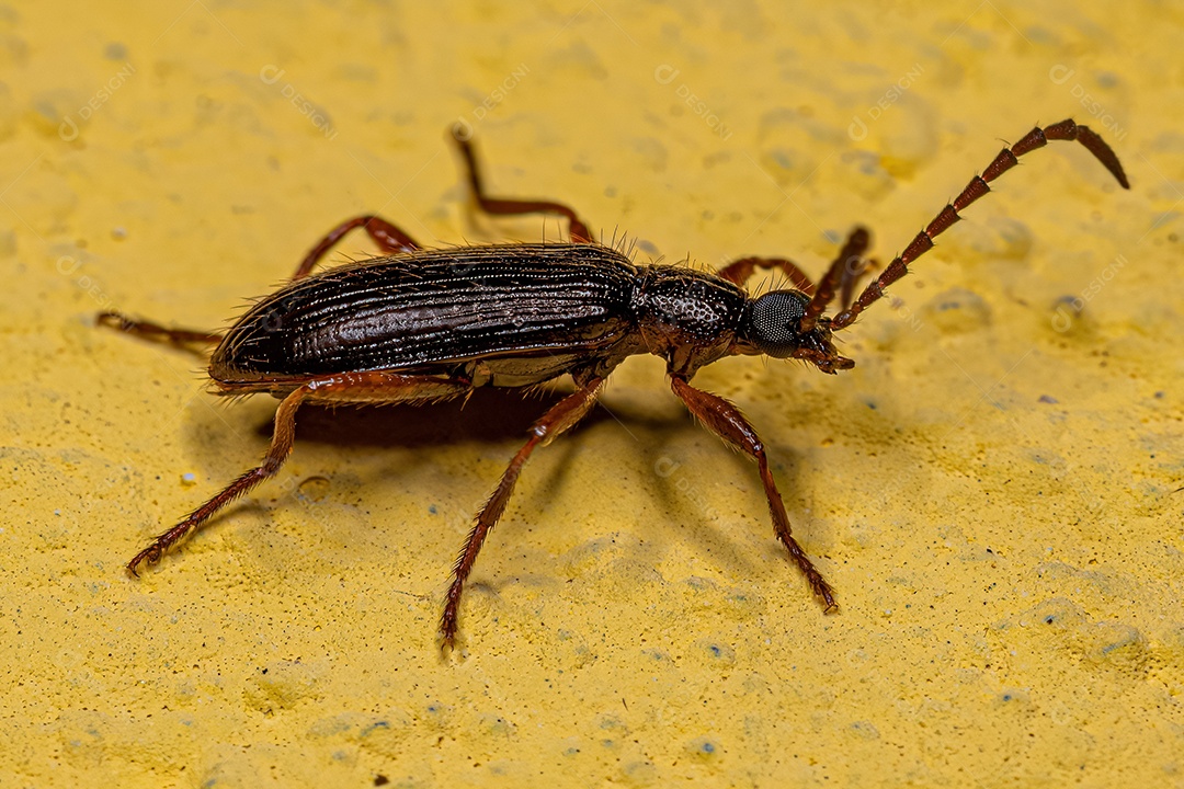 Besouro adulto da tribo Lagriini.