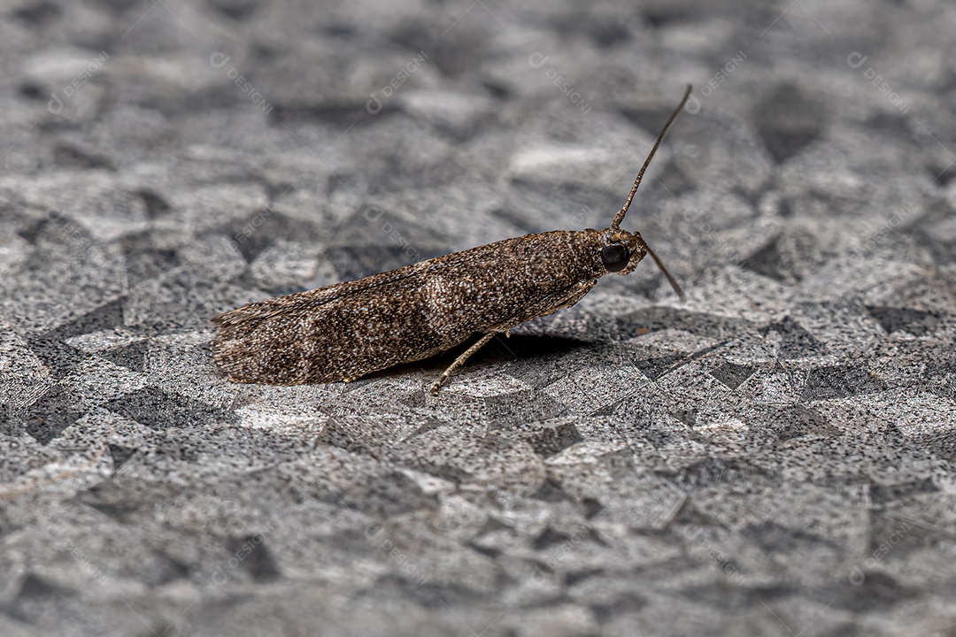 Inseto mariposa adulto da ordem lepidoptera.