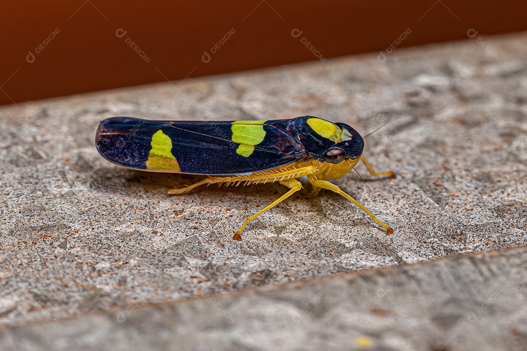 Inseto cigarrinha adulto da família Cicadellidae.