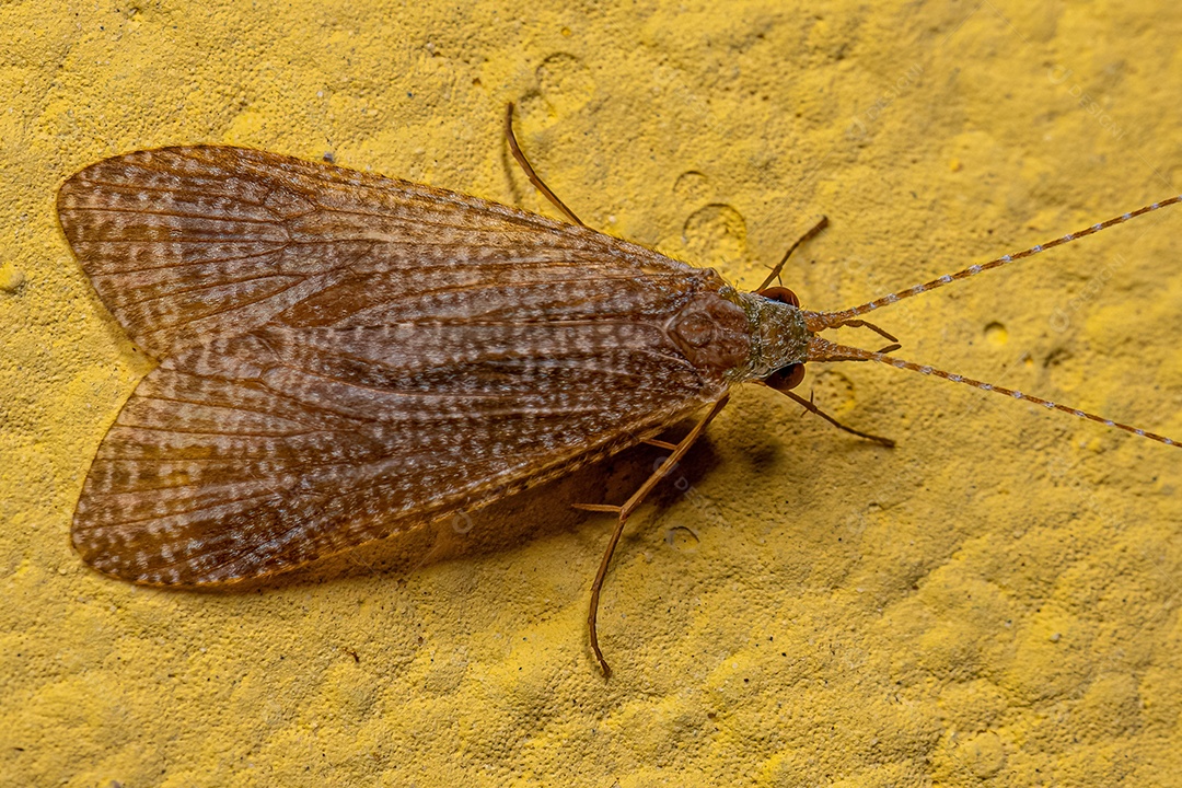 Inseto Caddisfly adulto do gênero Leptonema.