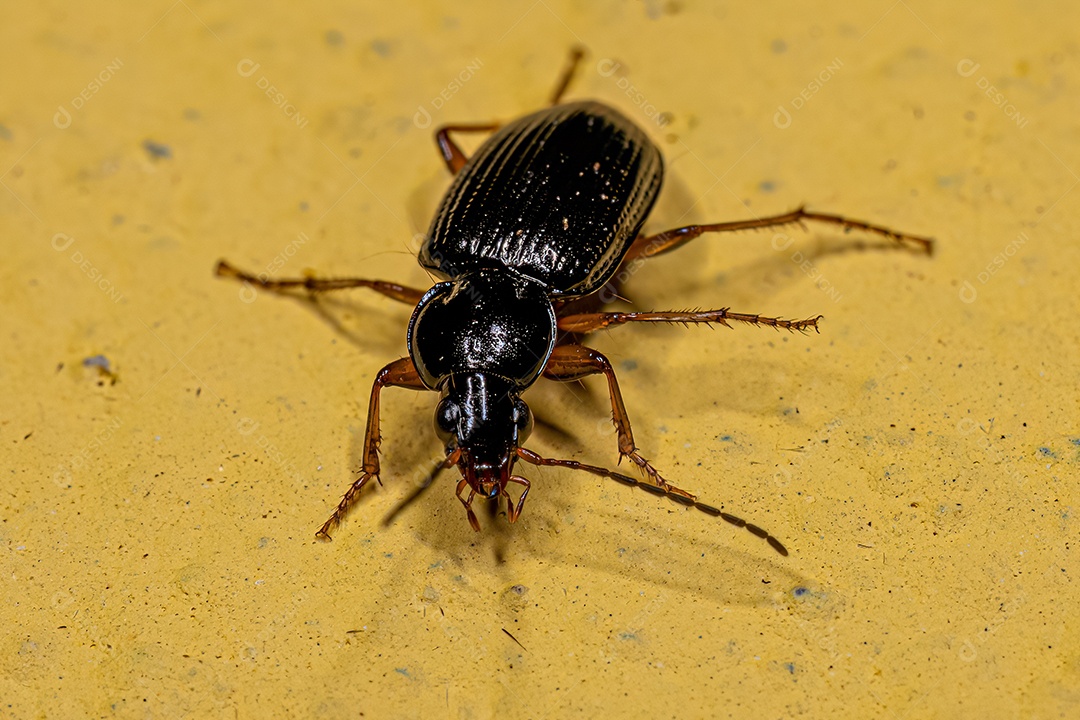 Besouro terrestre adulto da família Carabidae.