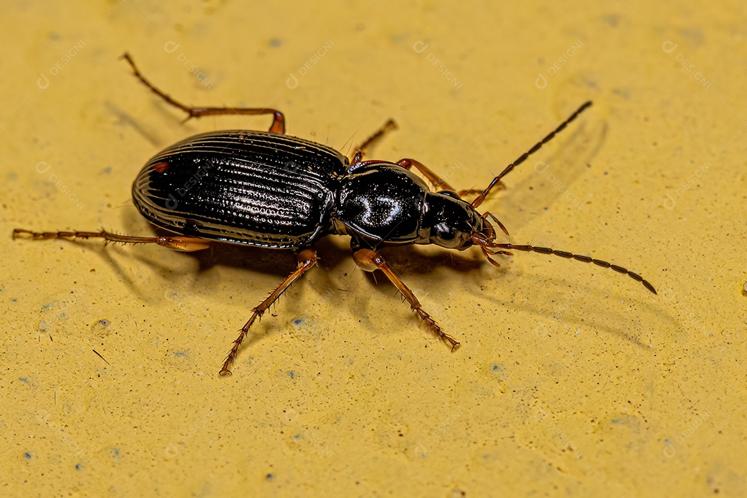 Besouro terrestre adulto da família Carabidae.