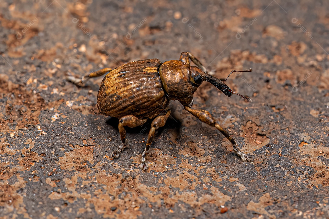 Besouro adulto Chevroned Waterhyacinth Weevil da espécie Neochetina bruchi