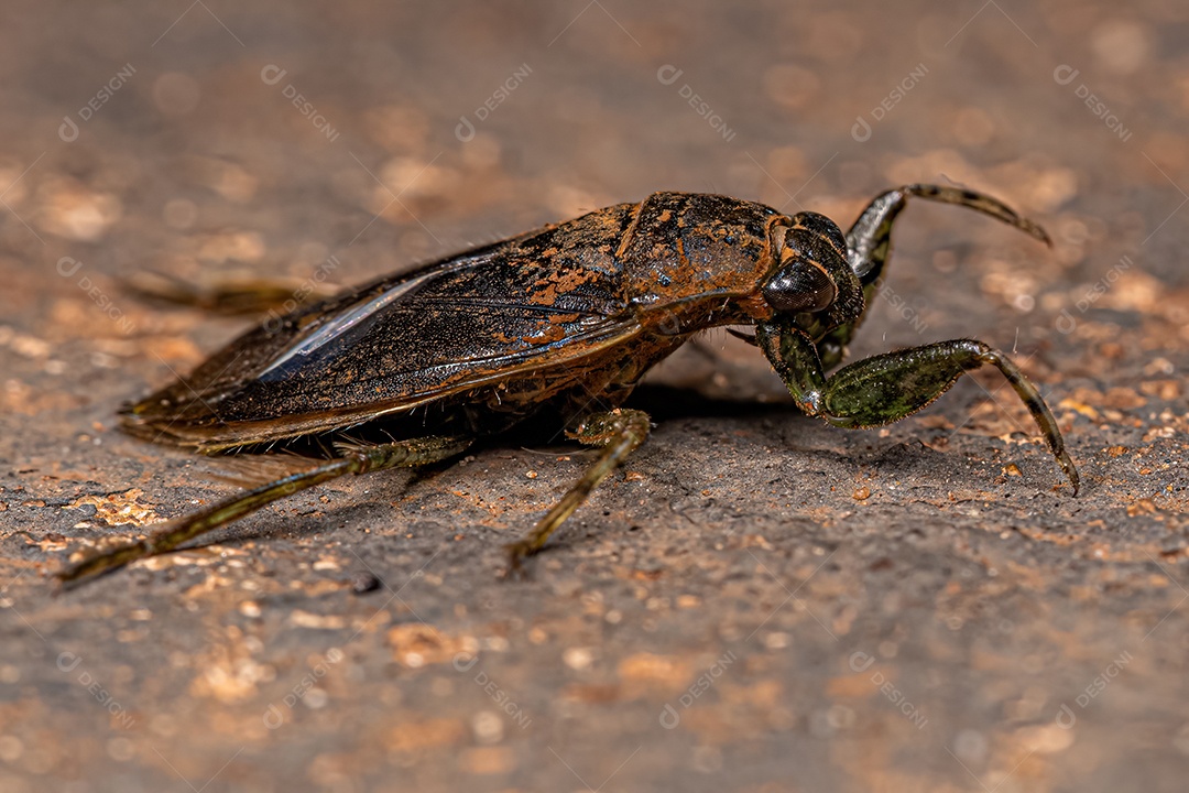 Inseto dágua gigante adulto do gênero Belostoma.