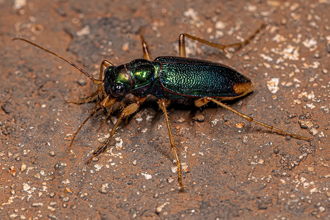 Besouro Tigre Metálico Adulto do Gênero Tetracha.