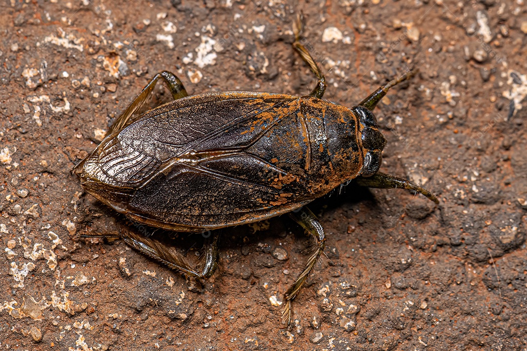Inseto dágua gigante adulto do gênero Belostoma.