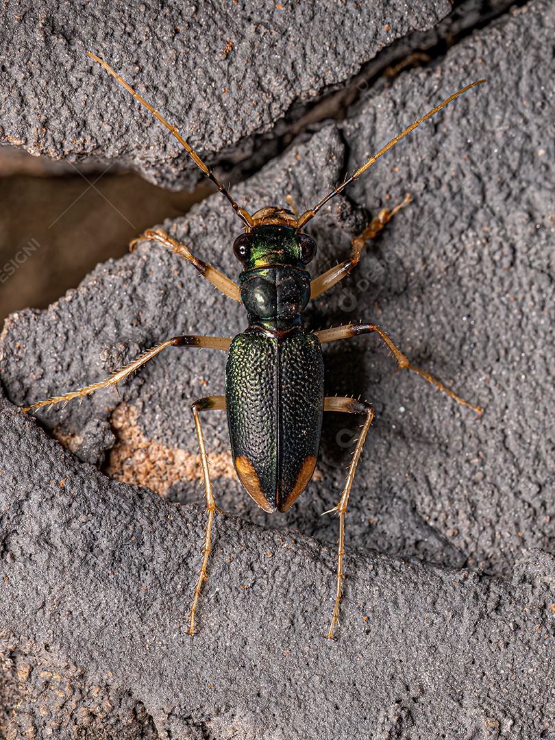 Besouro Tigre Metálico Adulto do Gênero Tetracha.