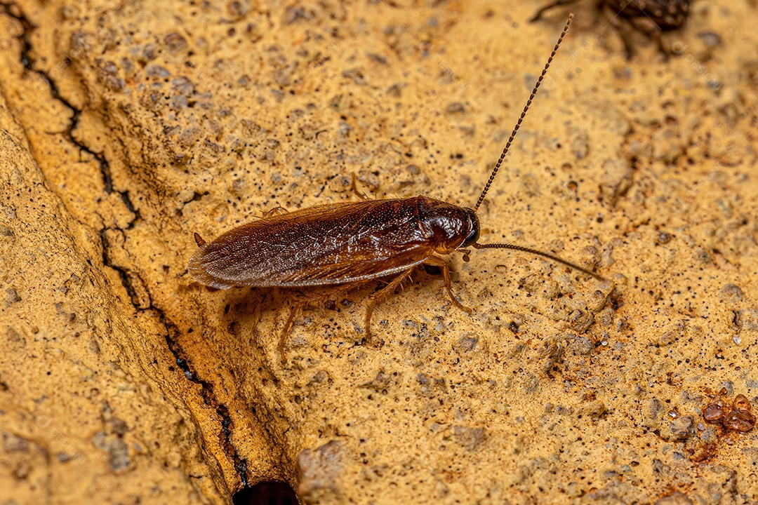 Barata de areia adulta da família Corydiidae.