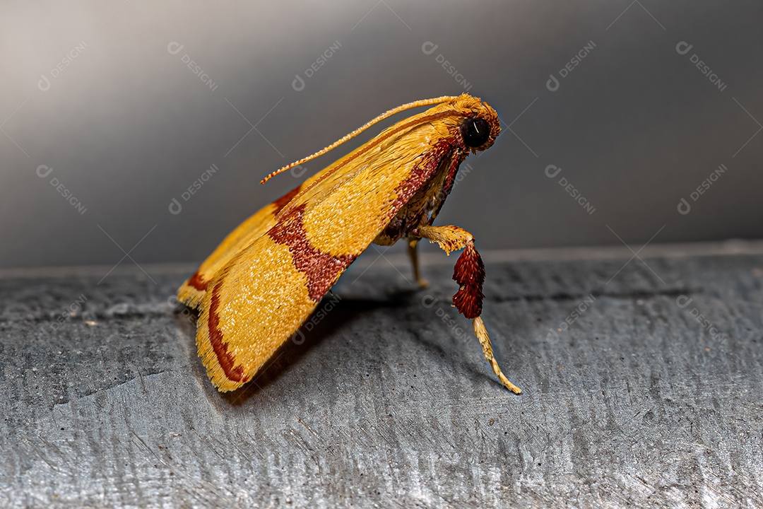 Mariposa piralídea de patas escamosas adulta da subfamília Chrysauginae.