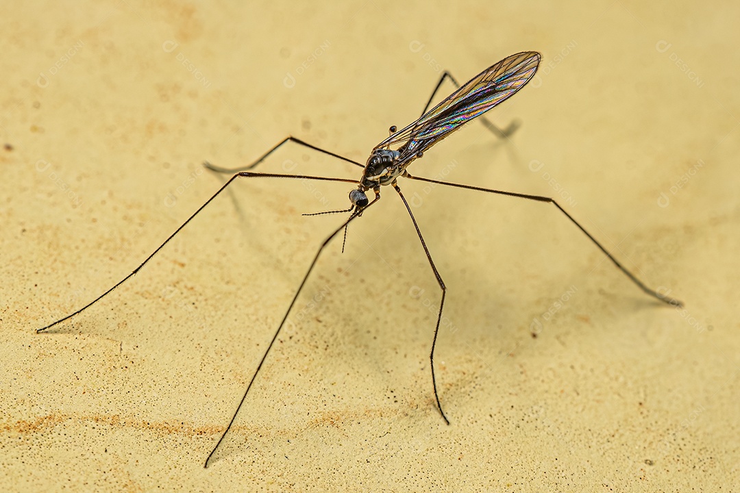 Mosca limonídea adulta do gênero Ellipteroides.