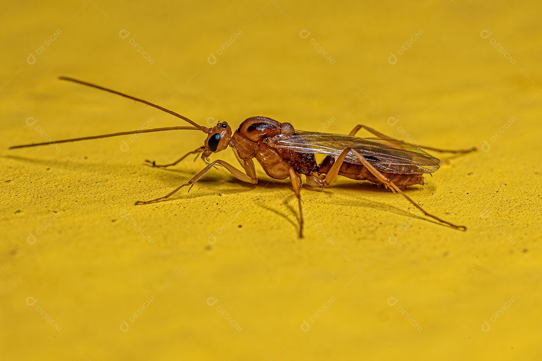 Formiga-mandíbula alada macho adulto do gênero Odontomachus.
