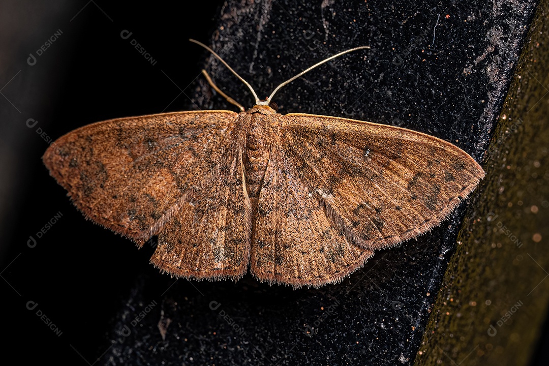 Mariposa geómetra adulta do gênero Semaeopus.