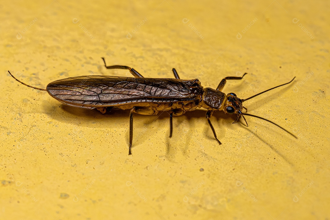 Inseto pulgão comum adulto da Ordem Plecoptera.