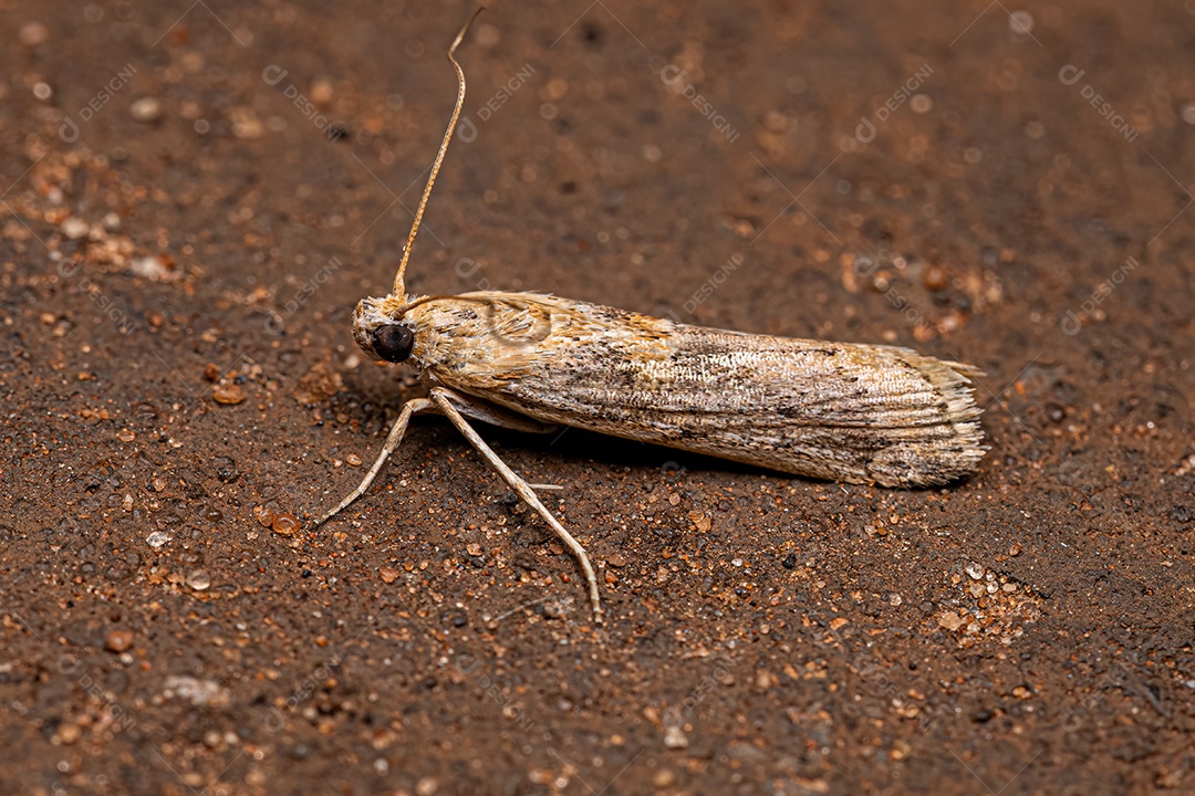 Inseto mariposa adulto da ordem lepidoptera.