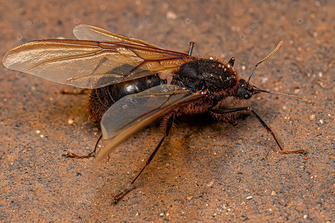 Formiga Corta-folhas Alada Macho Adulto do Gênero Atta.