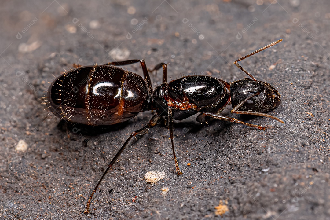 Formiga Rainha Carpinteira Fêmea adulta do gênero Camponotus.