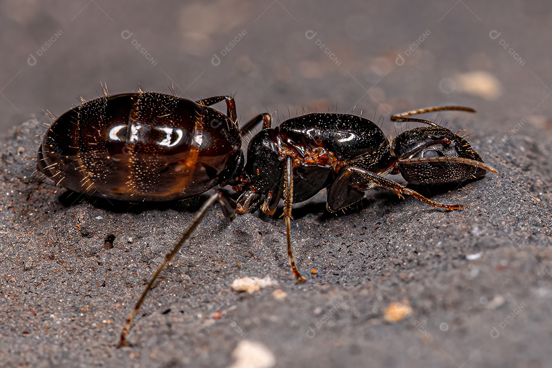 Formiga Rainha Carpinteira Fêmea adulta do gênero Camponotus.