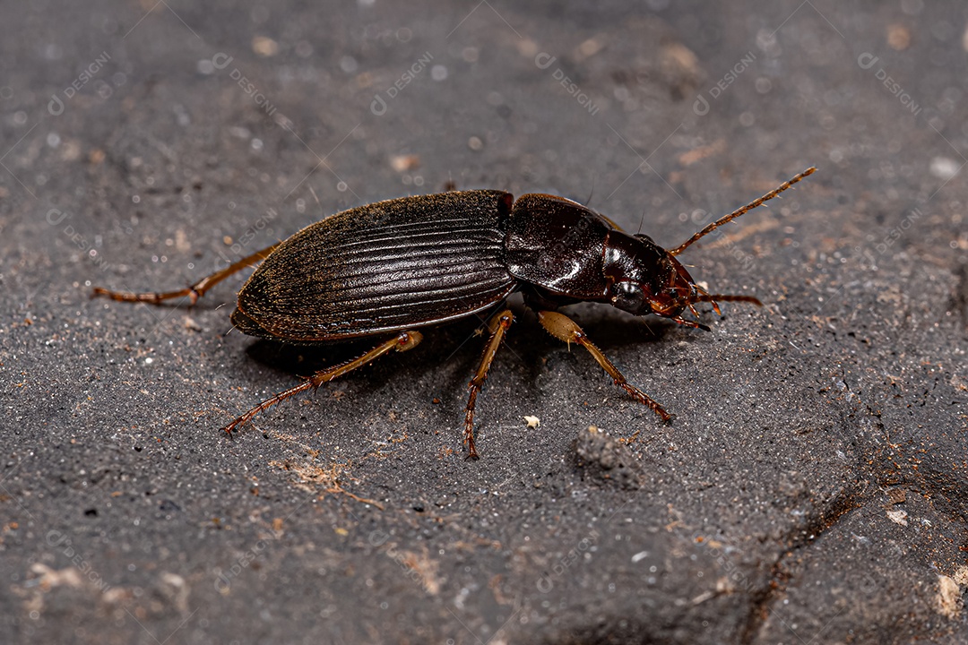 Besouro terrestre adulto da família Carabidae.